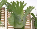 Platycerium Grande